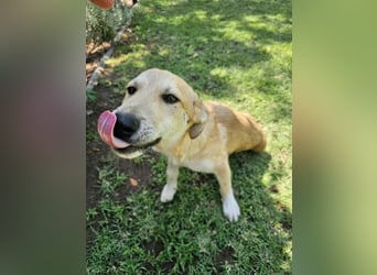 Hund Junghund Hündin Thalia Tierschutz Traumhund