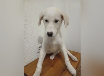 Welpe Hund Hündin Tierschutz Bundesweite Vermittlung