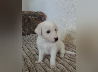 Hund Hündin Welpe Tierschutz Bundesweite Vermittlung