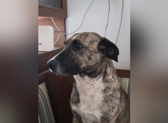 Hund Rüde super ruhig und lieb Tierschutz Bundesweite Vermittlung