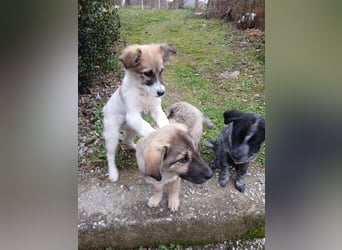 Hund Rüde Tierschutz Welpe Bundesweite Vermittlung