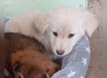 Hund Rüde Tierschutz Welpe Bundesweite Vermittlung