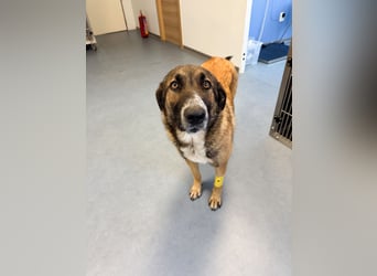 Hund Hündin Tierschutz Kastriert Bundesweite Vermittlung