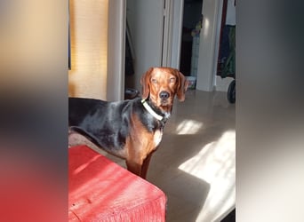 Hund Rüde Tierschutz Bundesweite Vermittlung