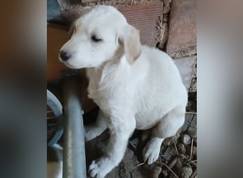 Hund Hündin Welpe Yaila Tierschutz Bundesweite Vermittlung