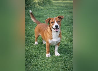 Hund Rüde Tierschutz Bundesweite Vermittlung