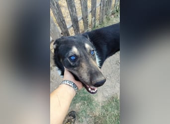 Hund Rüde Tierschutz kastriert Blind Handicap Bundesweite Vermittlung