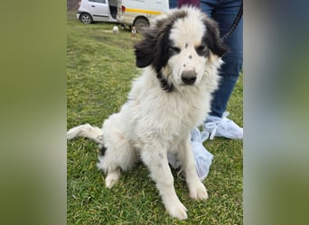 Hund Rüde Tierschutz Bundesweite Vermittlung