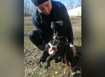 Brooklyn, geb. 11.2021, 32cm, sucht seine Menschen