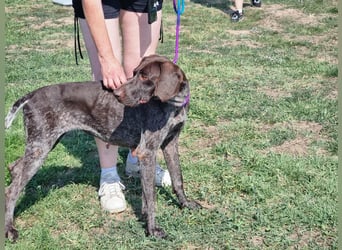 Mendi, geboren 28.06.2022, 60cm sucht liebevolles Zuhause