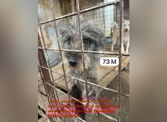 ❤️ Lucky: unser Clown auf vier Pfoten