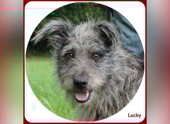 ❤️ Lucky: unser Clown auf vier Pfoten