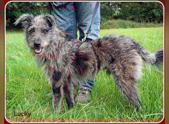 ❤️ Lucky: unser Clown auf vier Pfoten