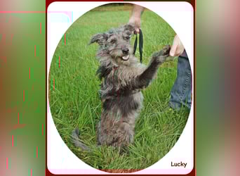 ❤️ Lucky: unser Clown auf vier Pfoten