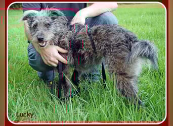 ❤️ Lucky: unser Clown auf vier Pfoten