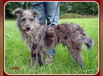 ❤️ Lucky: unser Clown auf vier Pfoten