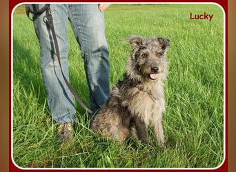 ❤️ Lucky: unser Clown auf vier Pfoten