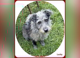 ❤️ Lucky: unser Clown auf vier Pfoten