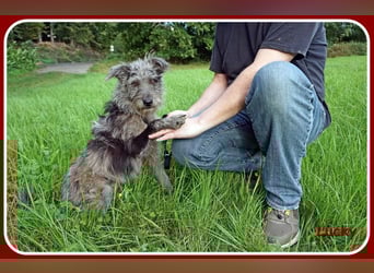 ❤️ Lucky: unser Clown auf vier Pfoten