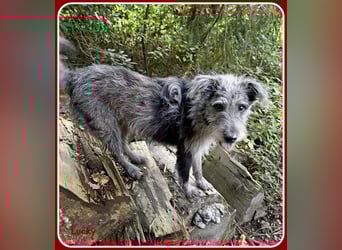 ❤️ Lucky: unser Clown auf vier Pfoten