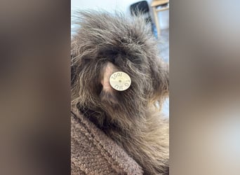 ❤️ Lucky: unser Clown auf vier Pfoten