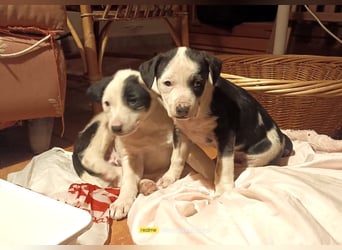 Kessy – verspielt, zutraulich und bereit für die große Welt