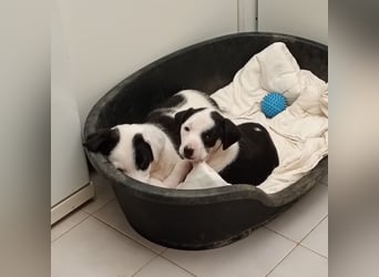 Kessy – verspielt, zutraulich und bereit für die große Welt