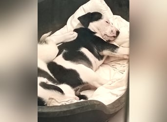 Kessy – verspielt, zutraulich und bereit für die große Welt