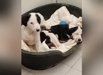 Kessy – verspielt, zutraulich und bereit für die große Welt