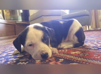 Kessy – verspielt, zutraulich und bereit für die große Welt