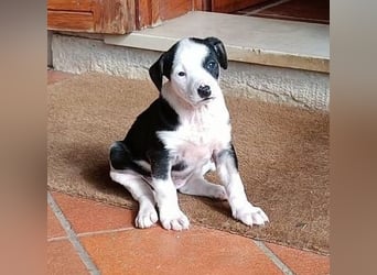 Kessy – verspielt, zutraulich und bereit für die große Welt