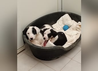 Kessy – verspielt, zutraulich und bereit für die große Welt