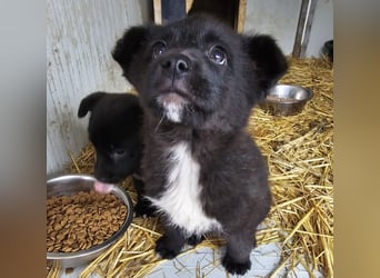 Dudie - zauberhafter Welpenbub sucht Familie