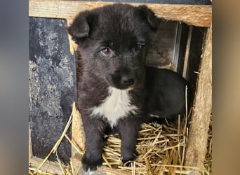 Dudie - zauberhafter Welpenbub sucht Familie