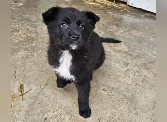 Dudie - zauberhafter Welpenbub sucht Familie