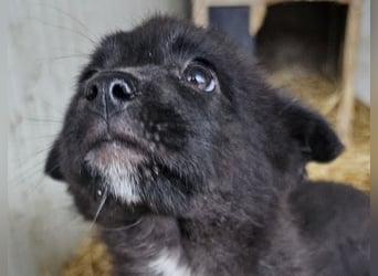 Dudie - zauberhafter Welpenbub sucht Familie