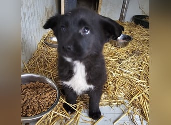 Dudie - zauberhafter Welpenbub sucht Familie