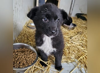 Dudie - zauberhafter Welpenbub sucht Familie