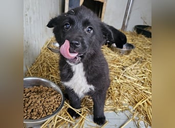 Dudie - zauberhafter Welpenbub sucht Familie