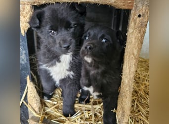 Dudie - zauberhafter Welpenbub sucht Familie