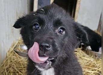 Dudie - zauberhafter Welpenbub sucht Familie