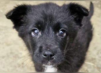 Dudie - zauberhafter Welpenbub sucht Familie