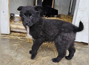 Dudie - zauberhafter Welpenbub sucht Familie