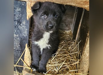 Dudie - zauberhafter Welpenbub sucht Familie