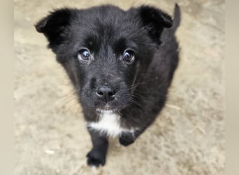 Dudie - zauberhafter Welpenbub sucht Familie