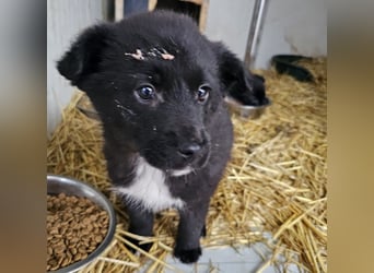 Dudie - zauberhafter Welpenbub sucht Familie