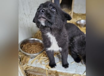 Dudie - zauberhafter Welpenbub sucht Familie