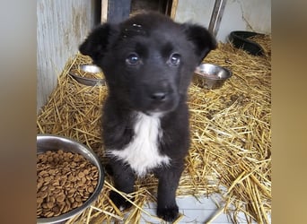 Dudie - zauberhafter Welpenbub sucht Familie