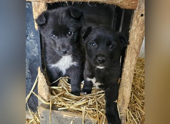 Dudie - zauberhafter Welpenbub sucht Familie