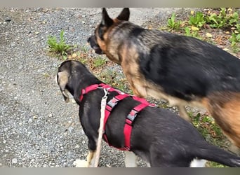 Emanuele warte auf Dich!